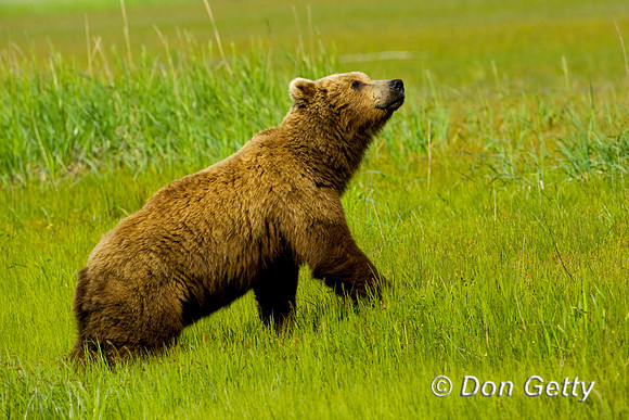 Brown Bear