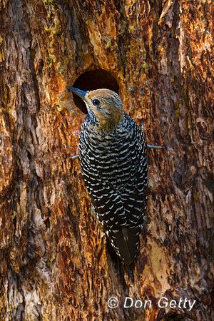 Sapsucker_Will_MG_5114