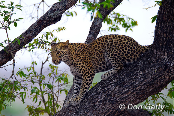 Leopard_Z2F6979