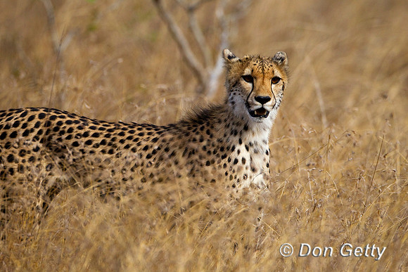 Cheetah_Z2F6559