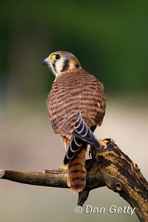 Kestrel_D4B7995
