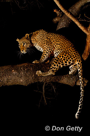 Leopard_Z2F3034