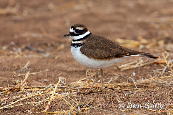 Killdeer_R8D1968