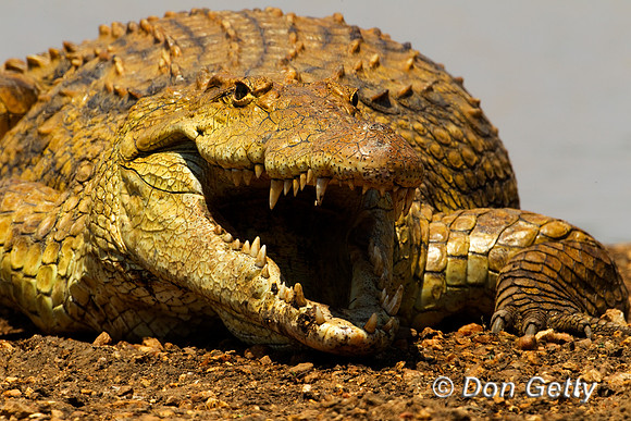 Crocodile_N_Z2F1857