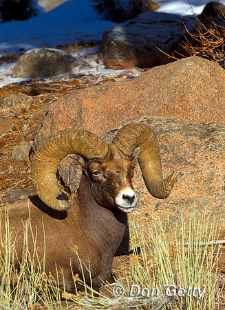 Sheep BH_Z2F4626