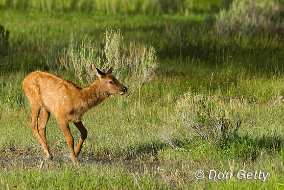 Elk_BZ2F5254