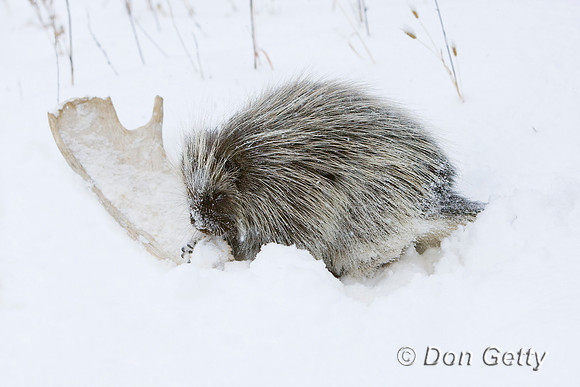 Porcupine_D4B2406