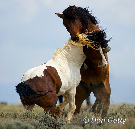 Horse_D4B7059