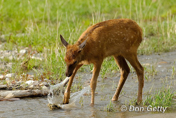 Elk_BZ2F5090