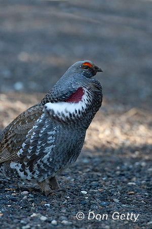 Grouse Blue_D4B1063