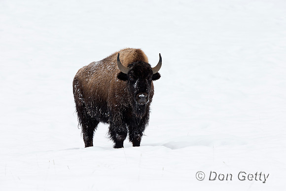 Bison, "Bison bison", Buffalo, Wyoming, "Yellowstone National Park"