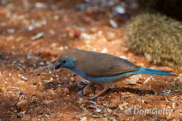 Cordon-bleu_S_Z2F1695