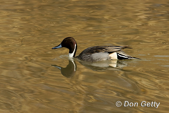 Pintail_N_D4B1410