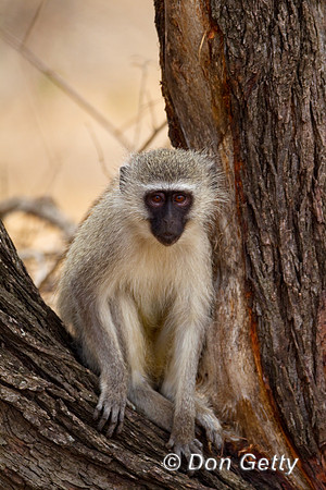 Monkey_BFV_Z2F4560