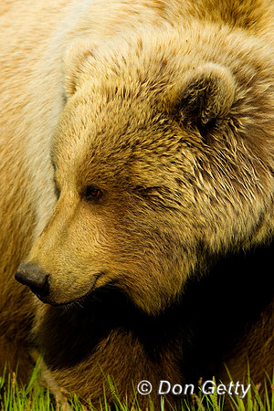 Brown Bear