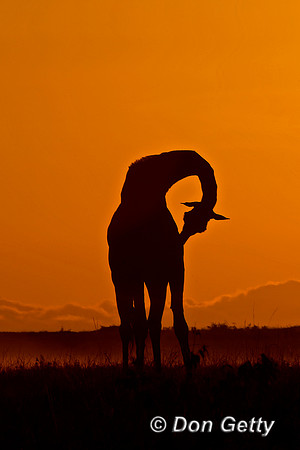 "Giraffa camelopardalis tippelskirchi", Giraffe, Kenya, Masai, "Masai Mara National Reserve", Sunrise