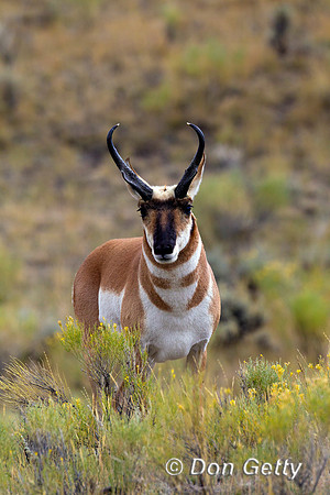 Pronghorn