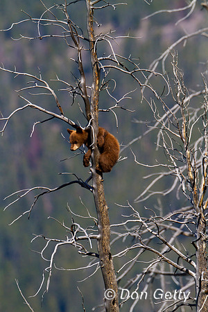 Black Bear