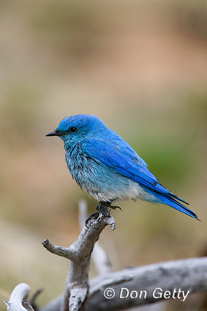 Mountain Bluebird