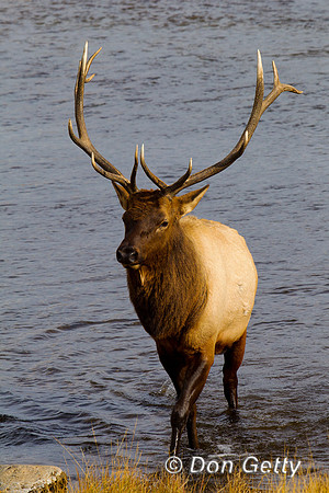 Elk_Z2F9645