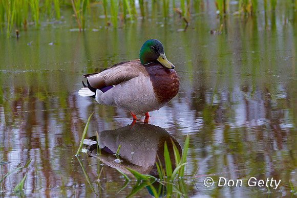 Mallard_MG_4694
