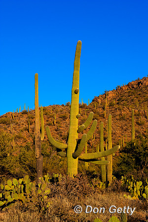 Saguaro_MR8D3899