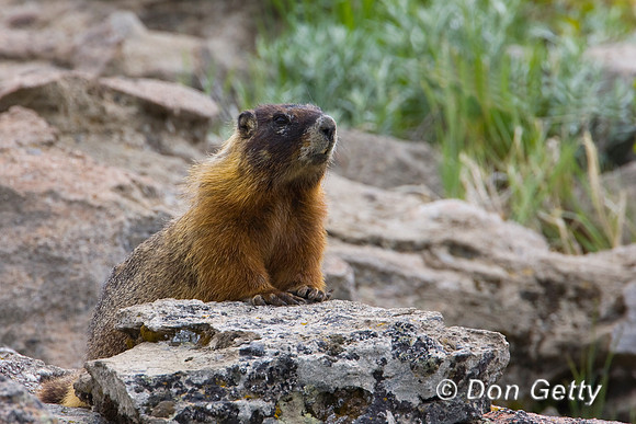 Marmot_R8D4421