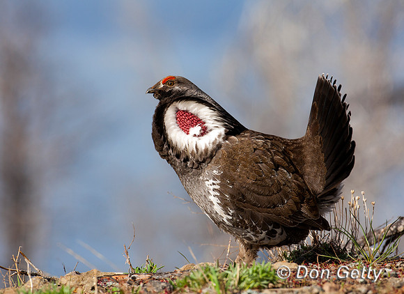 Grouse_DuskyIMG_0237
