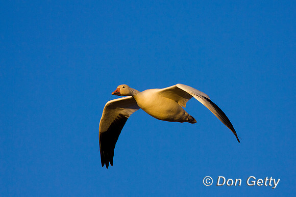 Snow Goose