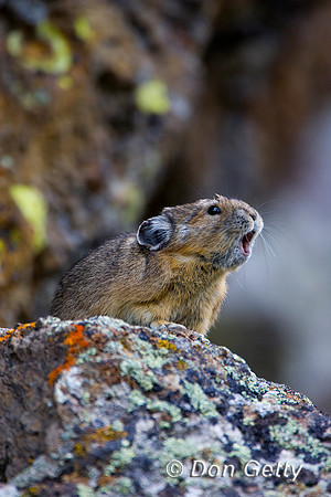 Pika_R8D8641