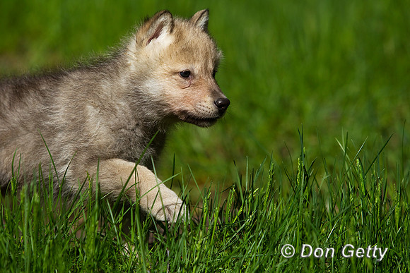 Wolf_BZ2F1295
