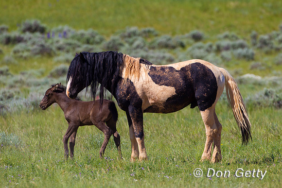 Horse_Z2F5907