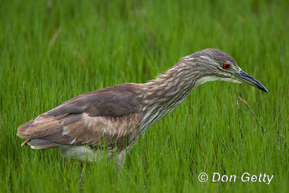 Heron_BCNMR8D7171