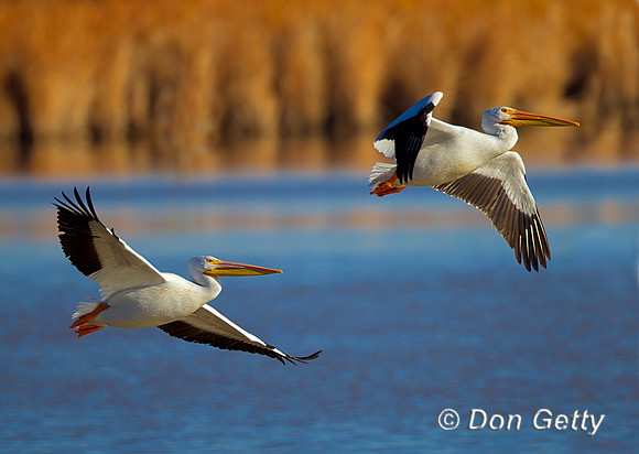 Pelican_Wht_Z2F2828