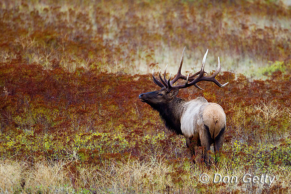 Elk_Z2F9018