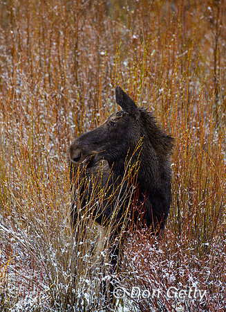 Moose_Z2F0064