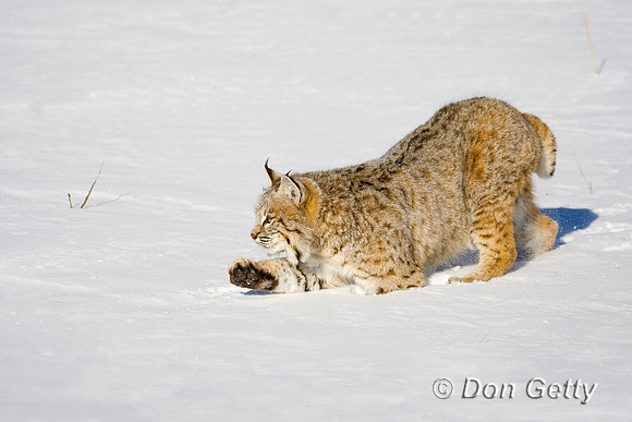 Bobcat_D4B0296