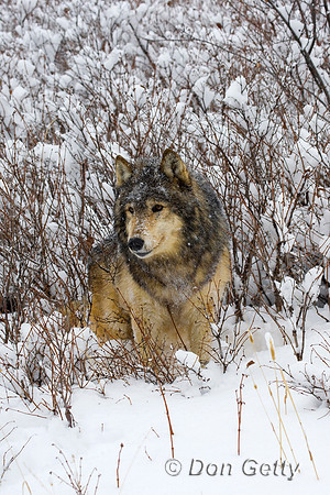 Wolf_D4B3604