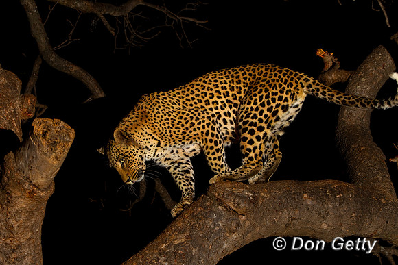 Leopard_Z2F2440