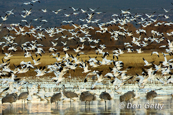 Snow Goose