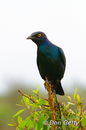 Starling_CG_MG_5636
