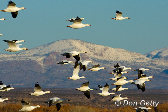 Snow Goose