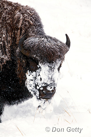 BisonIMG_0692