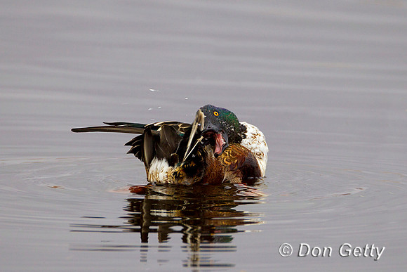 Shoveler_N_Z2F2046