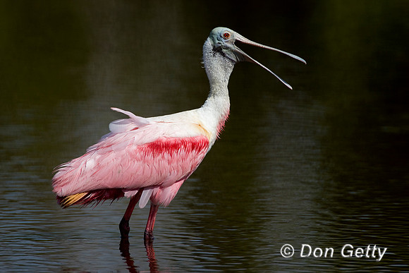 Spoonbill_D4B9005