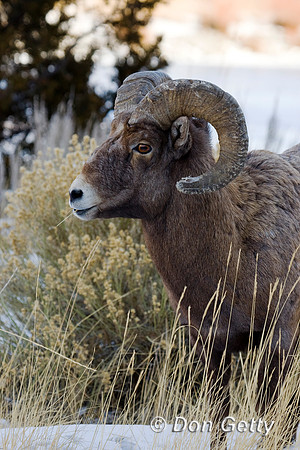 Bighorn Sheep