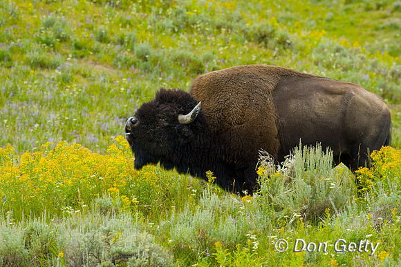 Bison_D4B7280 (1)