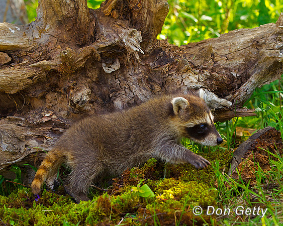 Raccoon_Z2F4924