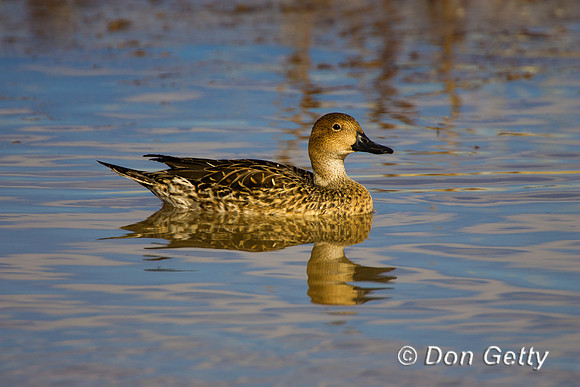 Pintail_N_R8D9630