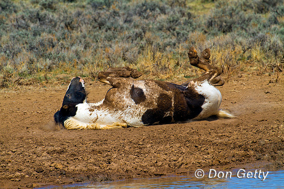 Horse_IMG_0637